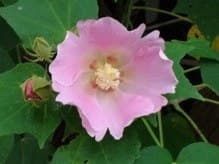 極めつけの悟りの歴史