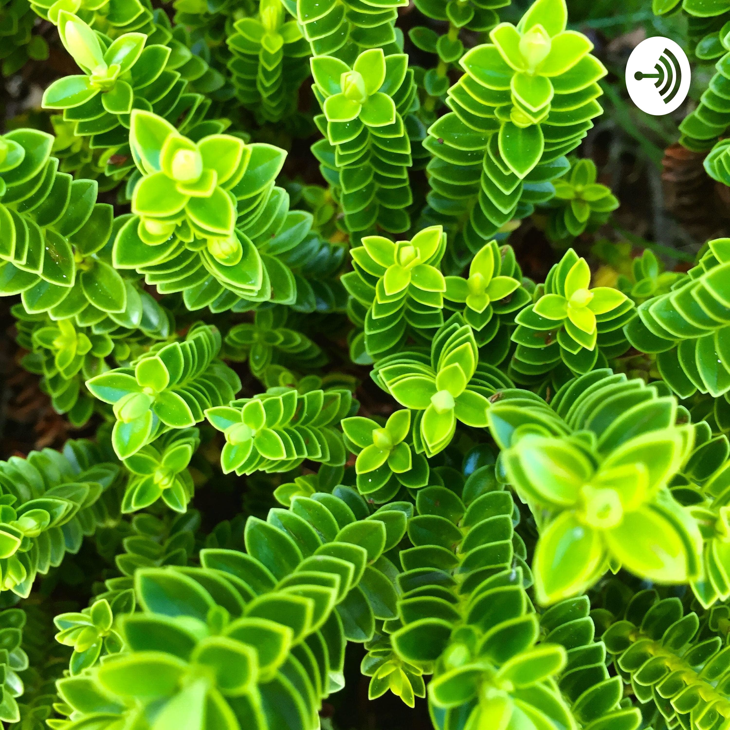 KAJUのメディテーション(瞑想)