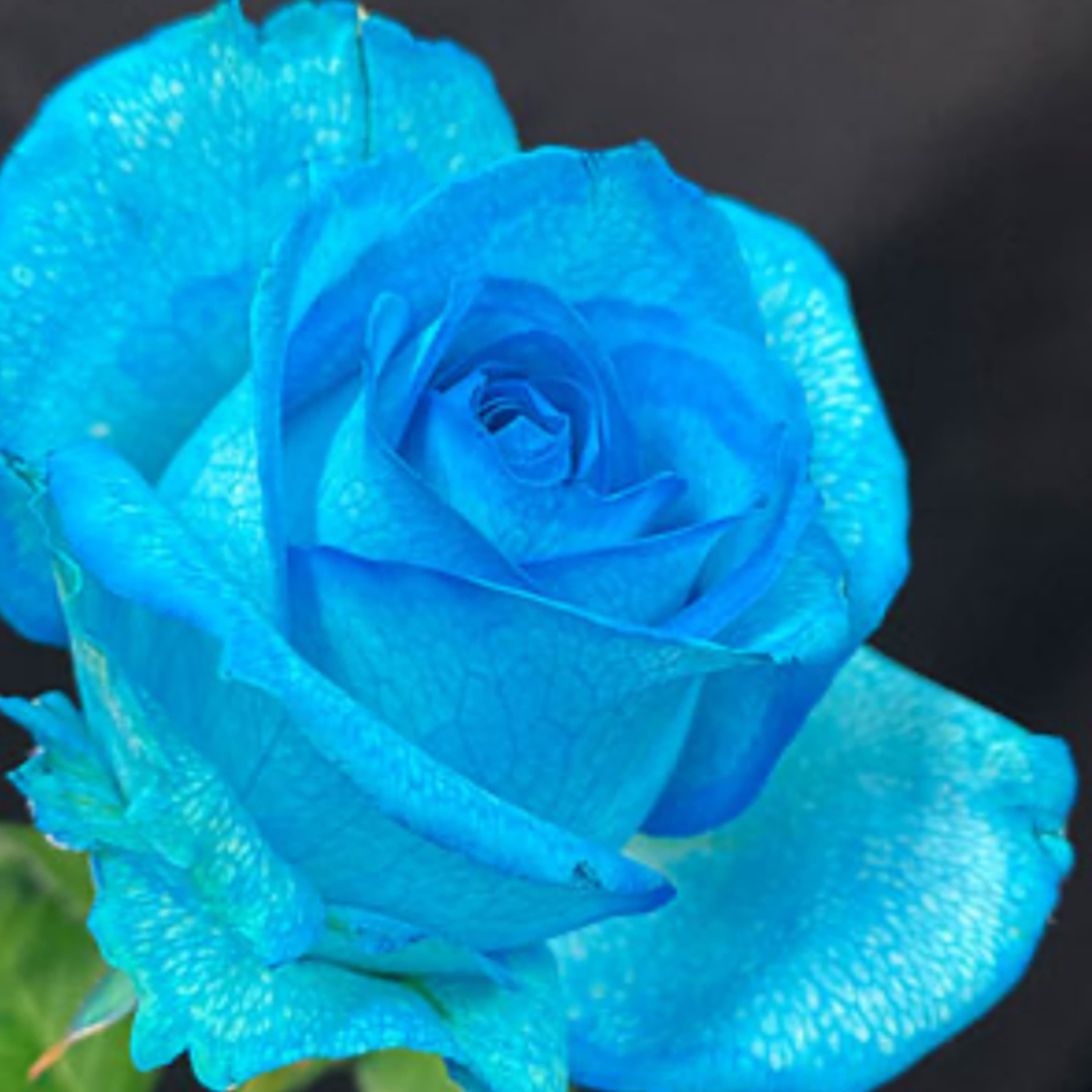 引き寄せの法則エイブラハム スペシャリティチャンネル(悩み解消・健康・人間関係・パートナー・仕事・副業・転職・お金・子育て・発達障害・自閉症・介護・認知症・ウェルビーイング・セラピー・宇宙)