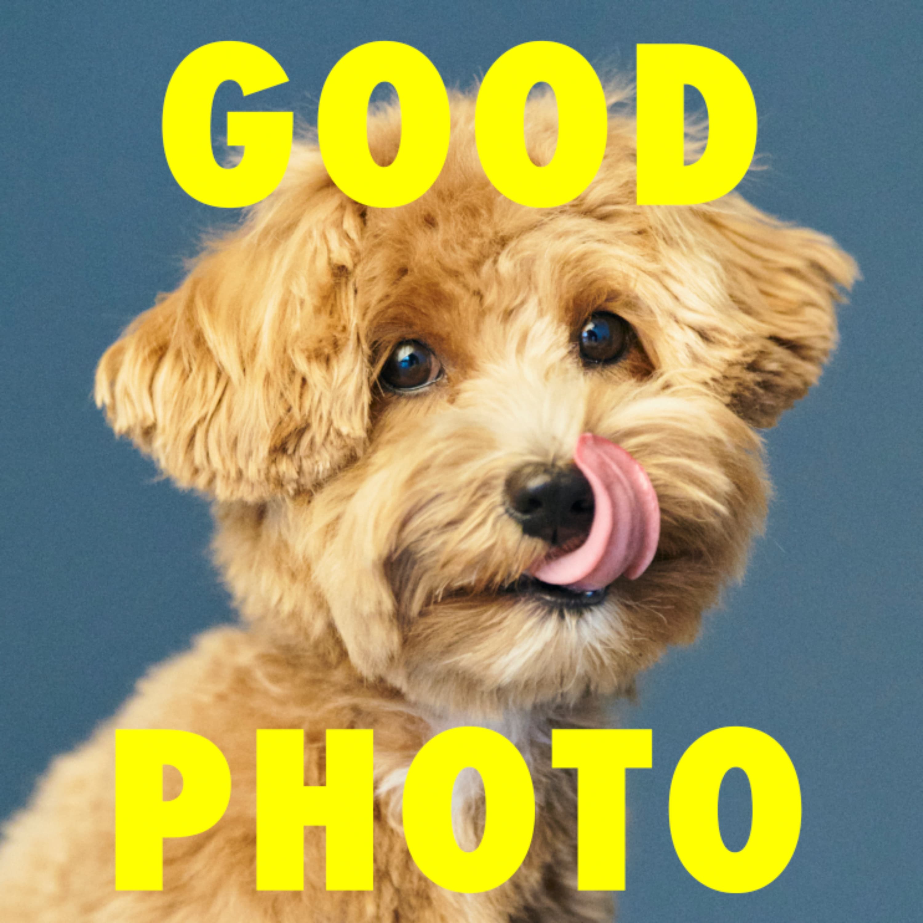 鈴木心の写真がうまくなっちゃうラジオ