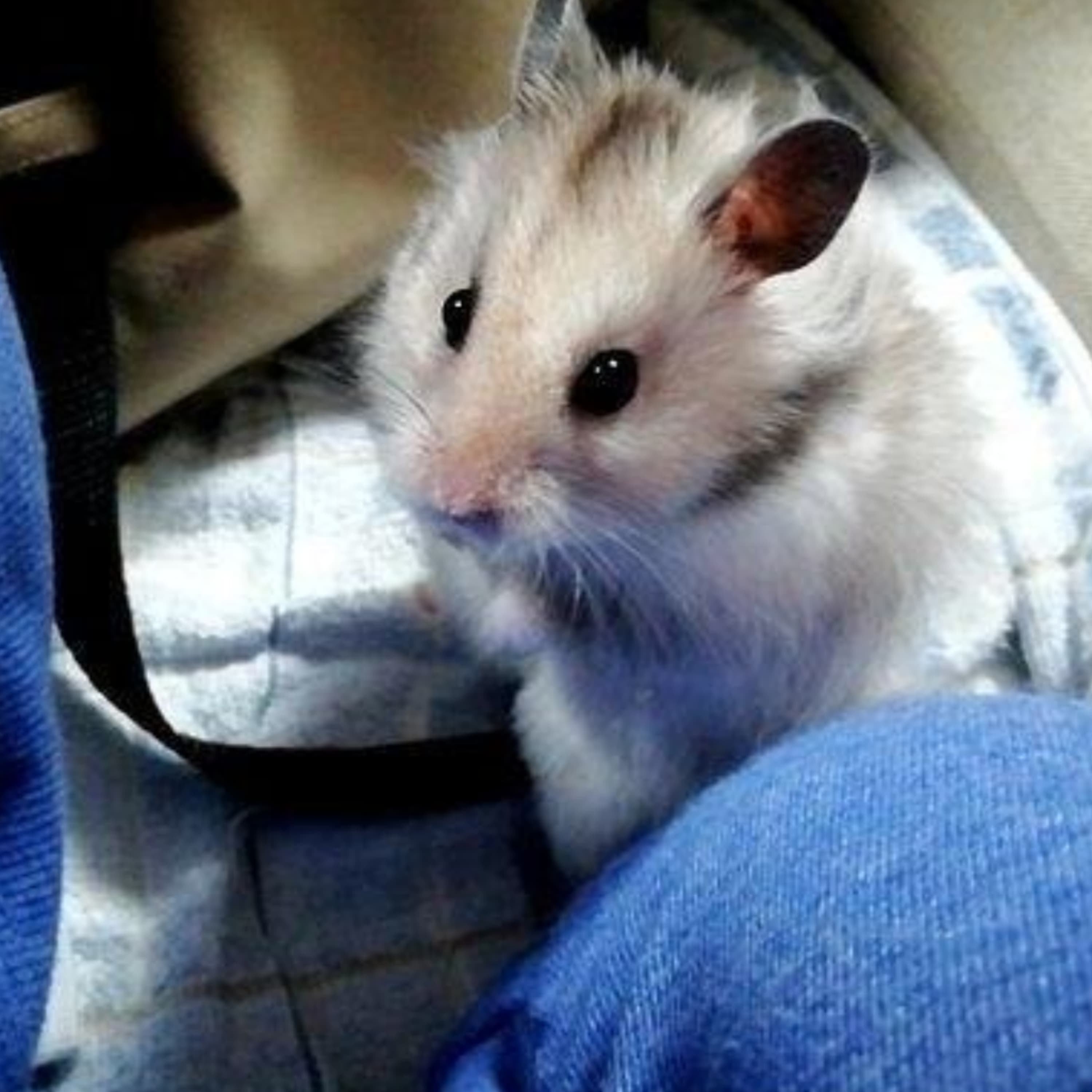 エンジニアのおうちでまったり晴笑雨笑ラジオ📻